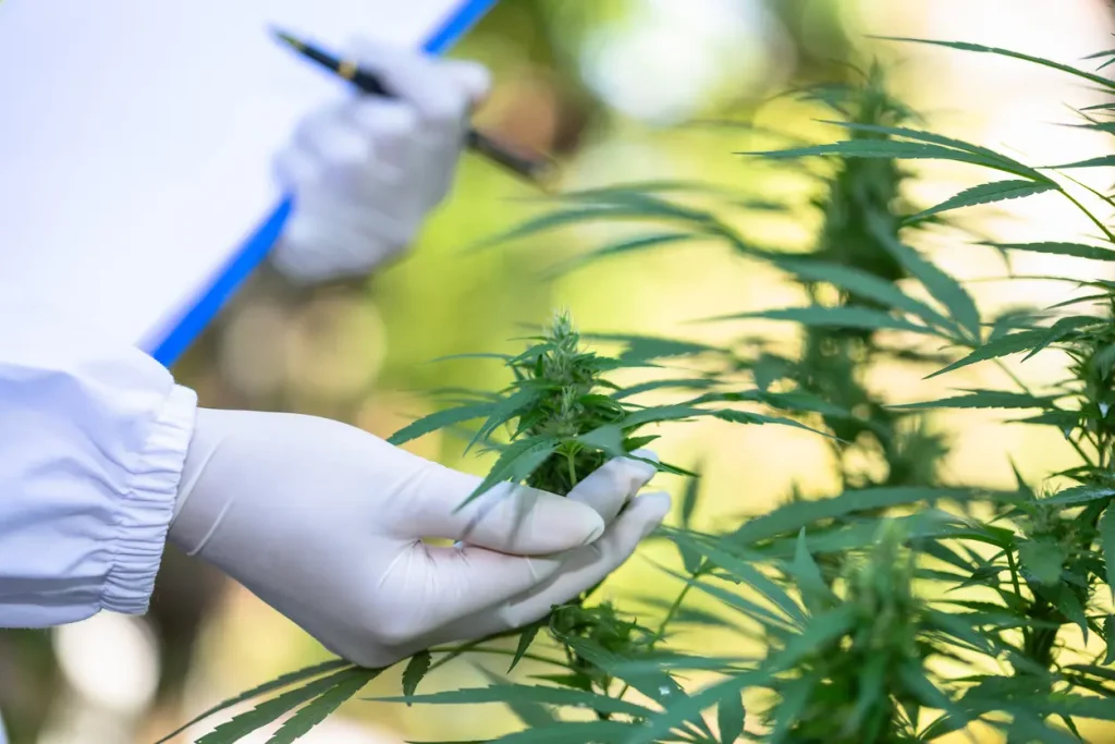 Maximizing Therapeutic Outcomes with Releaf Dispensary: Everything You Need to Know
