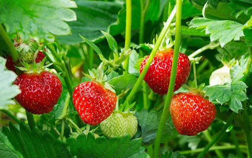 Anijs kweken in eigen tuin – Alles wat je moet weten