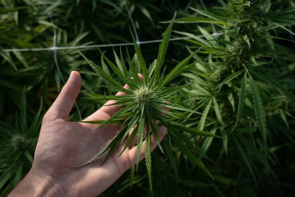 Scopri la Cannabis Legale: I Prodotti di Alta Qualità di The Weedzard