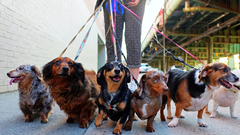 Why Tailster’s Dog Walkers Are a Cut Above the Rest