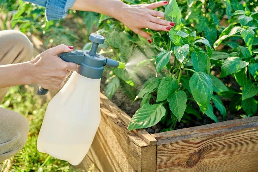 De Juiste Plantenvoeding voor Sterke en Gezonde Planten