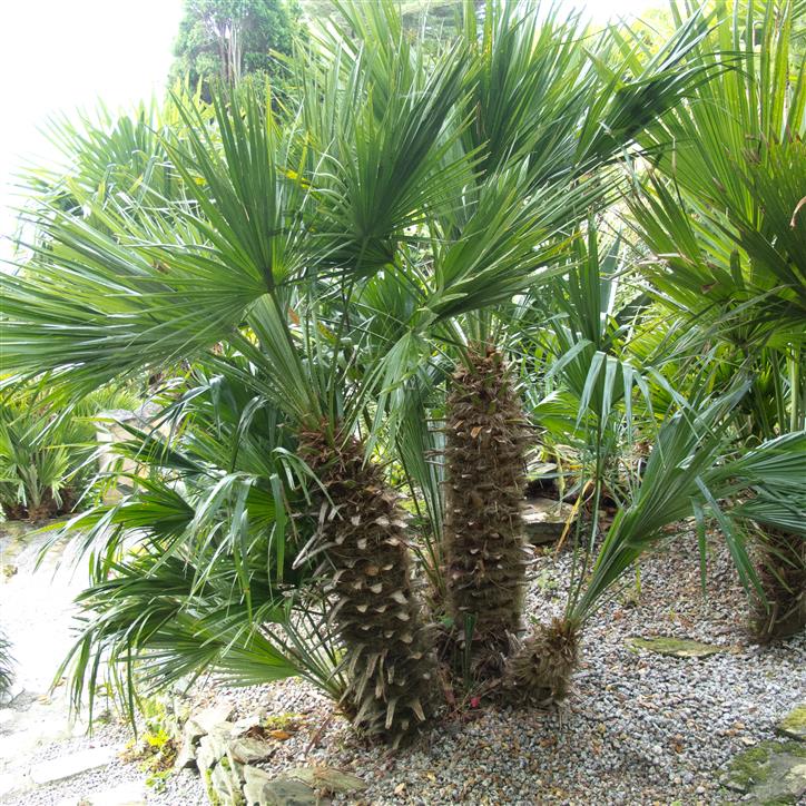 The Beauty and Benefits of Growing Palm Trees at Home