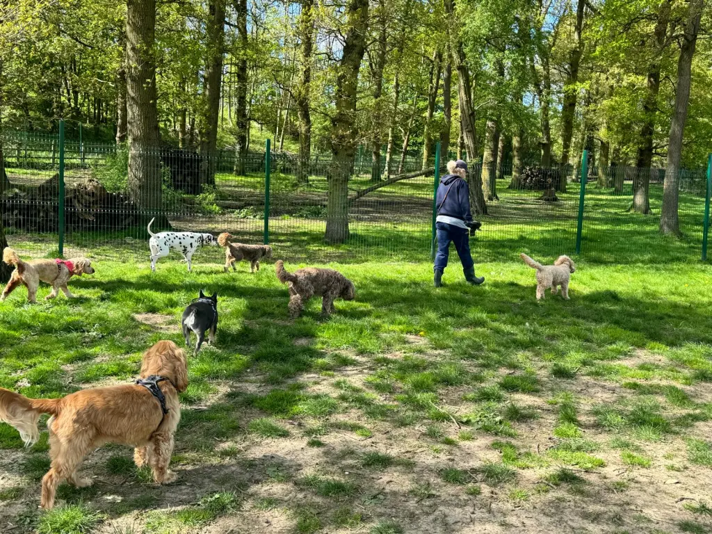 Why Tailster’s Dog Day Care is the Ultimate Solution for Busy Pet Owners