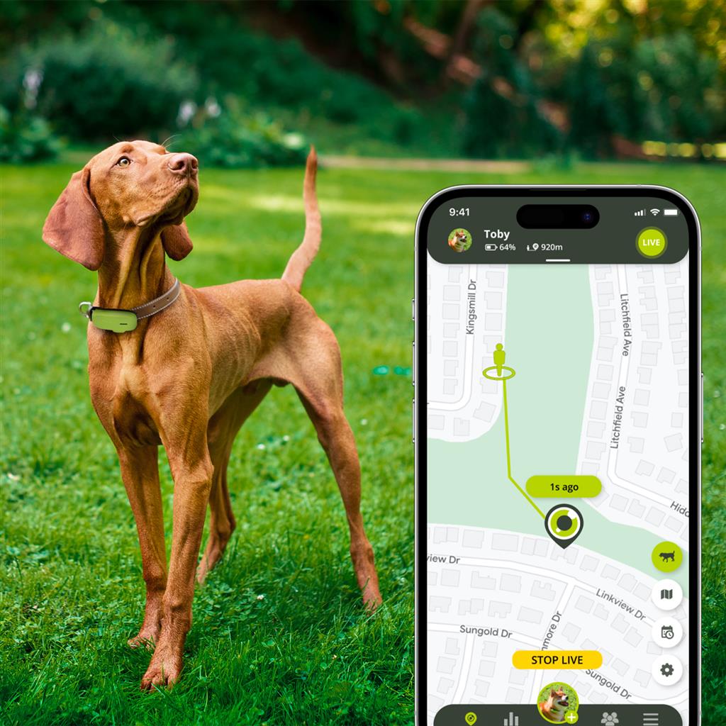 5 Motivi Comuni per Cui gli Animali Domestici Scompaiono e Come il GPS Kippy Può Prevenirli