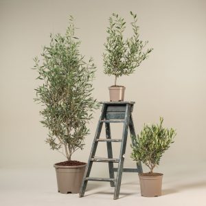 How to Choose the Best Houseplants for Your Home