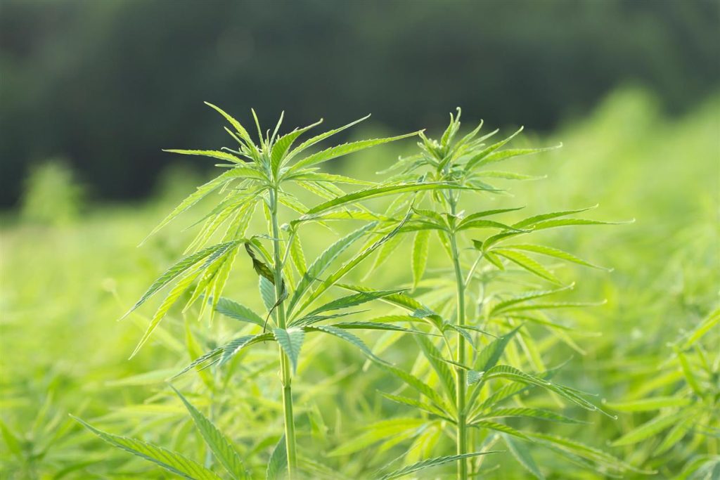 Discover the Healing Potential of CBD Seeds: Your Path to Natural Wellness