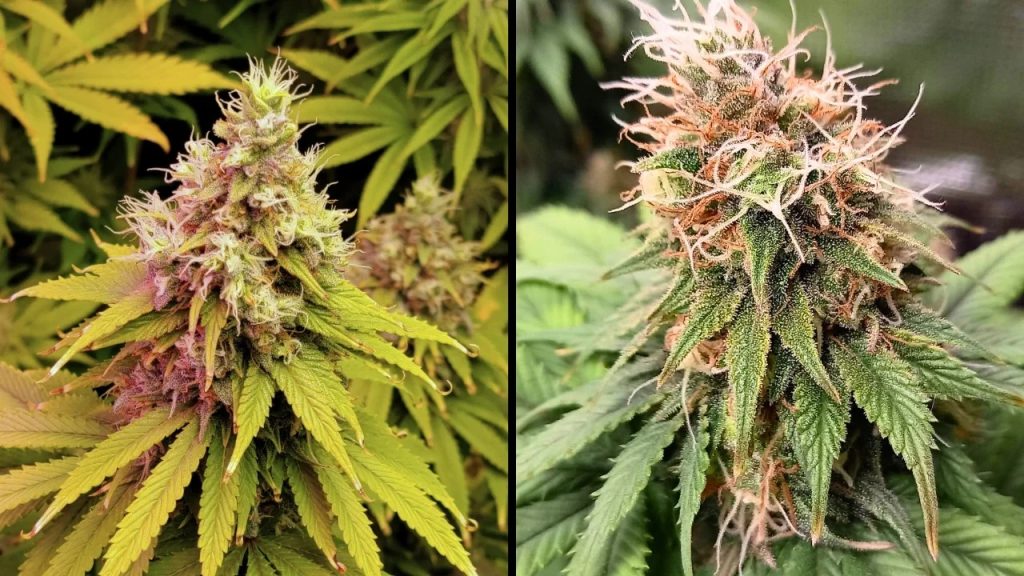 Speed Up Your Cannabis Harvest with Fast Flowering Seeds from Blimburn Seeds