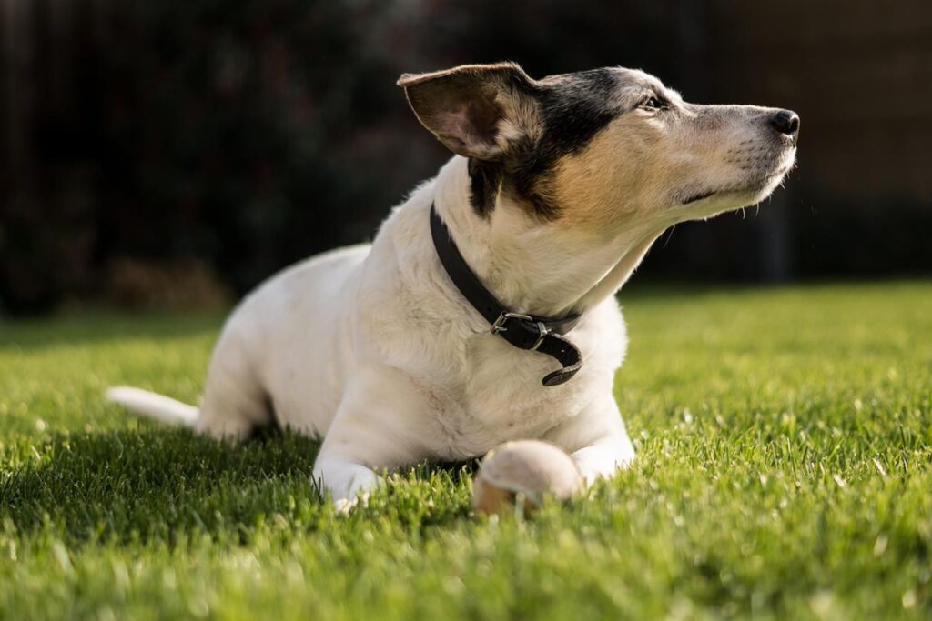 Technologie et queues : exploration des solutions innovantes de soins pour animaux de compagnie de Just Russel Dans les paysages pittoresques de la France, pays connu pour son mélange de tradition et d'innovation, Just Russel s'impose comme une avant-garde de l'industrie des soins pour animaux de compagnie. Cette marque française a parfaitement intégré une technologie de pointe aux méthodes traditionnelles de soins pour animaux de compagnie pour créer une suite de solutions innovantes qui améliorent la vie des animaux de compagnie et de leurs propriétaires. Voici comment Just Russel mène la révolution dans le domaine des soins pour animaux de compagnie grâce à son utilisation pionnière de la technologie.