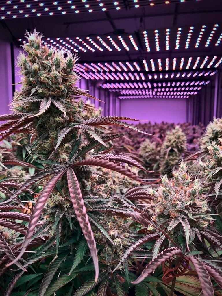 The Benefits of HEMP HASH: A Comprehensive Guide to Usage and Effects In recent years, the wellness industry has seen a surge in the popularity of hemp-based products, with HEMP HASH standing out as a particularly potent and versatile option. Derived from the hemp plant, HEMP HASH is rich in cannabidiol (CBD) and other beneficial cannabinoids, offering a range of therapeutic effects without the psychoactive properties of THC. This comprehensive guide explores the benefits, usage, and effects of HEMP HASH, helping you understand why it has become a go-to choice for natural wellness.