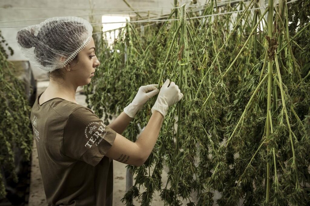 HEMP HASH: Integrating a Natural Remedy into Modern Lifestyle Practices As the wellness industry continues to evolve, natural remedies are gaining prominence for their holistic benefits and minimal side effects. Among these, HEMP HASH has emerged as a versatile and potent solution, offering a range of health benefits. This article explores how HEMP HASH can be seamlessly integrated into modern lifestyle practices, enhancing overall well-being.