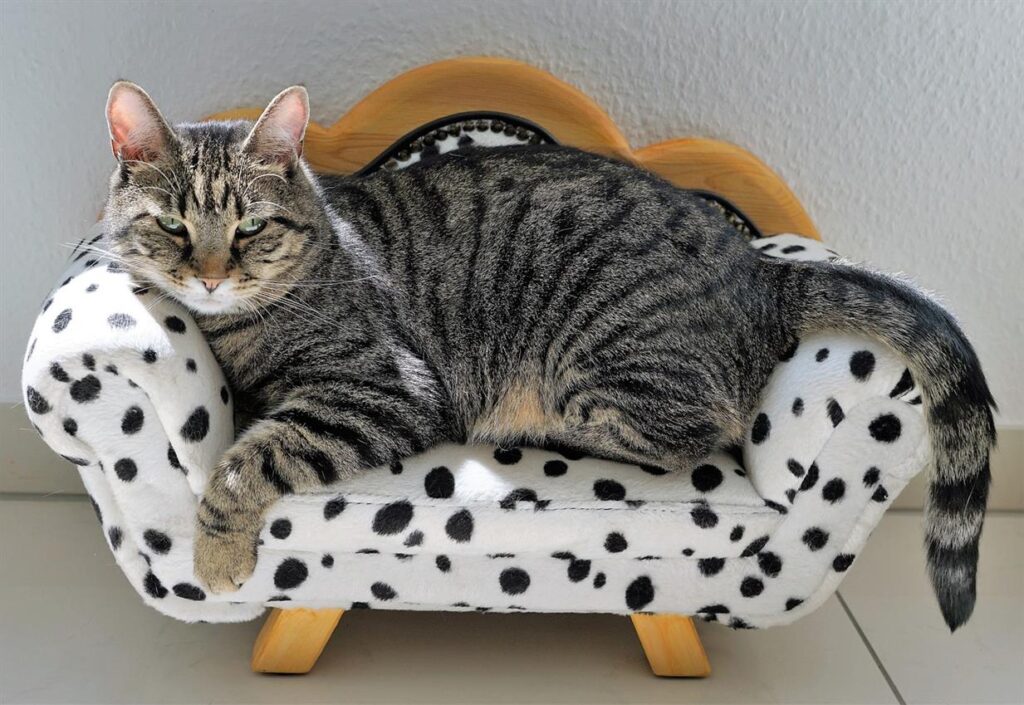 Bunty: Revolutionizing Pet Comfort with Cutting-Edge Design and Quality For pet owners, providing the highest level of comfort for their furry companions is a top priority. Bunty, a renowned UK-based brand, is at the forefront of this mission, revolutionizing pet comfort through cutting-edge design and unwavering commitment to quality. With an extensive range of products that cater to various needs, Bunty ensures that pets enjoy the best in comfort, durability, and style. Here’s how Bunty is setting new standards in the pet care industry.
