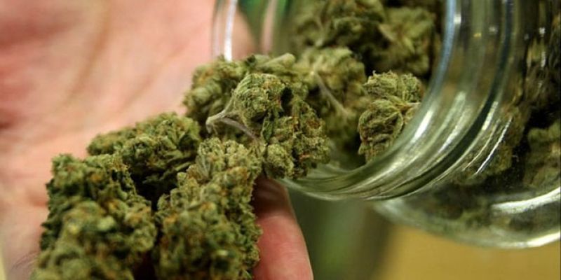 Benessere Naturale: Come The Weedzard Rivoluziona il Mercato della Cannabis Light