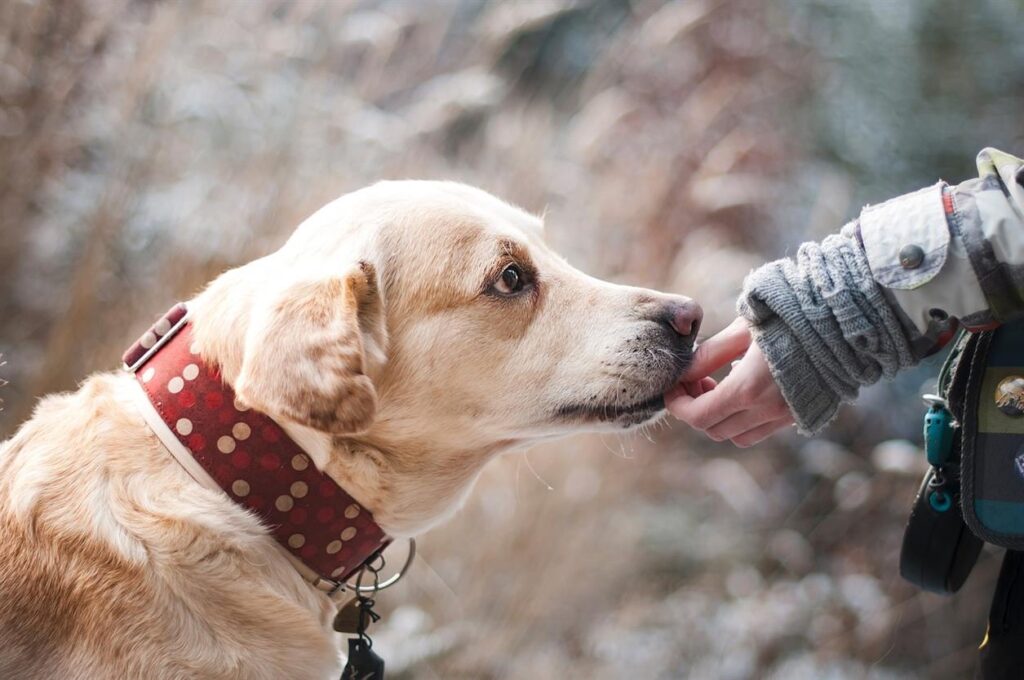 Just Russel : révolutionner la nutrition des animaux de compagnie avec des plans de repas sur mesure Dans le paysage bouillonnant du marché français des soins pour animaux de compagnie, Just Russel apparaît comme un pionnier, transformant fondamentalement la façon dont la nutrition animale est abordée. Cette marque française innovante a captivé l'attention des propriétaires d'animaux grâce à ses plans alimentaires personnalisés qui répondent aux besoins alimentaires uniques de chaque animal. Explorons comment Just Russel révolutionne la nutrition animale en France grâce à son approche sur mesure, alliant excellence culinaire traditionnelle et science nutritionnelle moderne. La nutrition personnalisée à la base Au cœur de la philosophie de Just Russel se trouve la conviction que chaque animal a des besoins nutritionnels uniques. Cette conviction motive l’engagement de l’entreprise à proposer des plans de repas personnalisés qui répondent aux préférences individuelles et aux besoins de santé. Contrairement aux options traditionnelles d'aliments pour animaux de compagnie à taille unique, Just Russel utilise un système de profilage détaillé pour créer des régimes sur mesure pour chaque animal. Ce système évalue divers facteurs, notamment l'âge, la race, le niveau d'activité et tout problème de santé spécifique comme les allergies ou les sensibilités. Les propriétaires d’animaux commencent par remplir un questionnaire en ligne approfondi. Les réponses sont analysées à l’aide d’algorithmes sophistiqués développés par des nutritionnistes vétérinaires. Le résultat est un plan alimentaire méticuleusement élaboré qui non seulement satisfait les besoins nutritionnels de l’animal, mais soutient également sa santé et sa vitalité globales. Ingrédients de haute qualité provenant de sources locales Fidèle à ses racines françaises, Just Russel insiste sur l'utilisation uniquement des meilleurs ingrédients, en s'approvisionnant autant que possible localement. La marque donne la priorité aux produits, viandes et céréales biologiques et issus de sources durables, garantissant que chaque ingrédient contribue à la santé et au bien-être des animaux de compagnie tout en soutenant les agriculteurs locaux et en réduisant l'impact environnemental. Ces normes élevées en matière d'ingrédients reflètent le patrimoine culinaire reconnu de la France, apportant un niveau de qualité gastronomique aux aliments pour animaux de compagnie. En incorporant des ingrédients frais et naturels sans aucun additif artificiel, Just Russel garantit des repas non seulement sains mais aussi délicieux pour les animaux de compagnie. Technologie améliorant l'expérience d'alimentation L’innovation est la clé de l’approche de Just Russel, et la marque exploite une technologie de pointe pour améliorer son service. Une application intuitive permet aux propriétaires d’animaux de gérer sans effort l’alimentation de leur animal, de suivre son état de santé et de modifier ses plans de repas si nécessaire. Cette intégration technologique garantit une expérience transparente et interactive, favorisant un lien plus étroit entre les animaux de compagnie et leurs propriétaires. De plus, Just Russel explore l’utilisation de technologies intelligentes, telles que des mangeoires automatisées qui ajustent les portions de nourriture en fonction des niveaux d’activité de l’animal suivis via des appareils portables. Ce type d’innovation représente une avancée significative pour garantir que les animaux reçoivent exactement ce dont ils ont besoin pour leurs dépenses énergétiques quotidiennes. Soutien communautaire et expert Just Russel se consacre non seulement à nourrir les animaux de compagnie, mais également à éduquer les propriétaires. La marque organise une variété d'ateliers, de webinaires et d'événements communautaires visant à enseigner aux propriétaires d'animaux de compagnie une alimentation et des soins appropriés. Ces efforts éducatifs sont soutenus par l'accès à une équipe d'experts en nutrition animale disponibles pour consulter les propriétaires d'animaux, les aidant ainsi à prendre des décisions éclairées concernant la santé de leurs animaux. Conclusion Just Russel est à l'avant-garde de la révolution de la nutrition animale en France, avec son engagement en faveur de plans alimentaires personnalisés, d'ingrédients de haute qualité et d'une technologie innovante. Cette approche élève non seulement le niveau de qualité des aliments pour animaux de compagnie, mais garantit également que chaque repas constitue une étape vers des animaux de compagnie plus sains et plus heureux. Alors que Just Russel continue de croître et d’évoluer, il reste un paradigme d’excellence et d’innovation dans l’industrie des soins pour animaux de compagnie, révolutionnant véritablement la façon dont nous pensons et gérons la nutrition de nos animaux de compagnie.