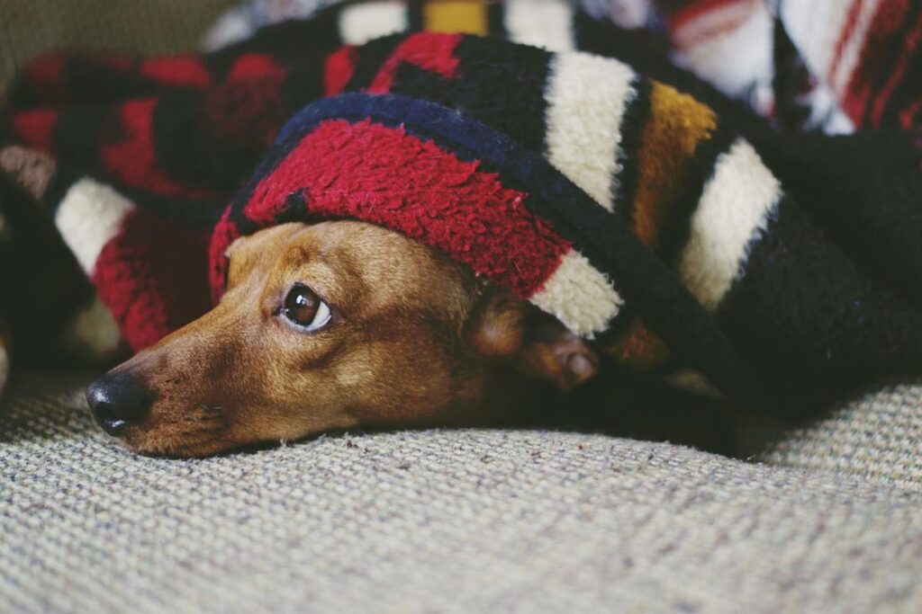 Sustainable and Stylish: How FUNNY FUZZY is Changing Pet Accessories for the Better As sustainability continues to be a driving force in consumer choices, the pet industry is undergoing a transformation. Pet owners are no longer content with just functional products for their furry friends; they want accessories that are stylish, durable, and environmentally friendly. Leading the charge in this revolution is FUNNY FUZZY, a US-based brand committed to changing pet accessories for the better. With a focus on sustainable materials, innovative design, and unparalleled comfort, FUNNY FUZZY is making waves in the world of pet care, offering products that not only look great but also minimize environmental impact.