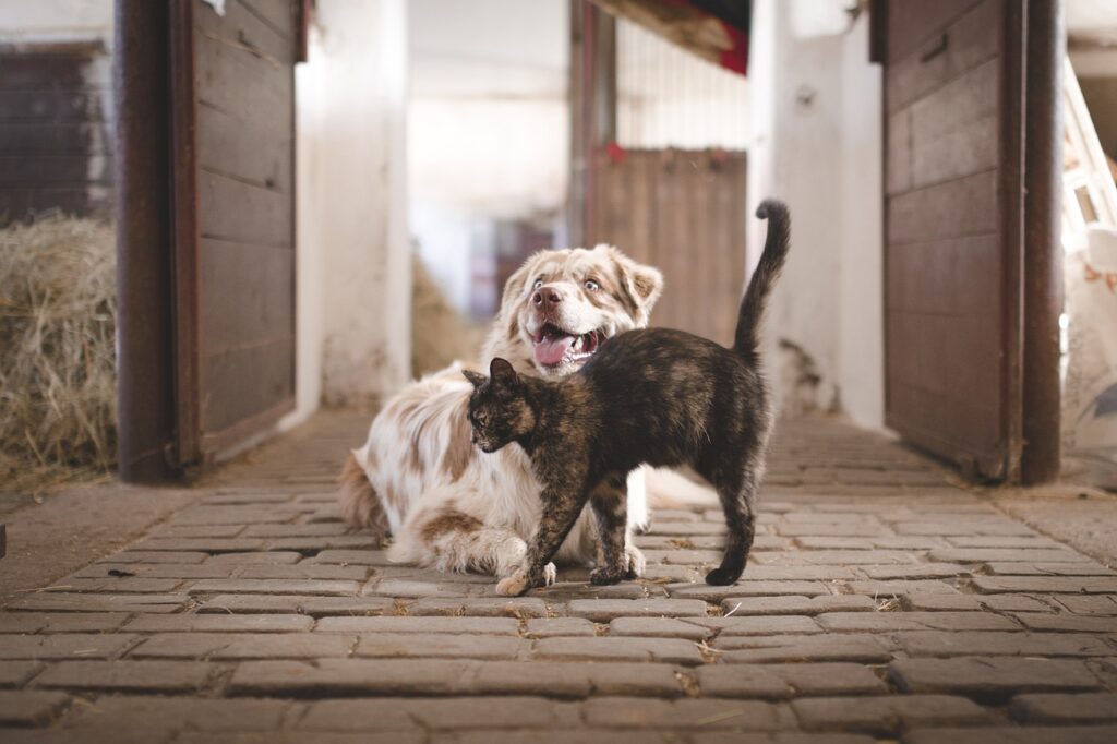Saving on Pet Care: A Deep Dive into BudgetVetCare’s Cost-Effective Services As pet owners, we want to provide our pets with the best care possible. From regular checkups to emergency treatments, ensuring our furry friends are healthy and happy can often come with a hefty price tag. In fact, the high cost of veterinary services has become a significant barrier for many pet owners, making it harder for them to provide the essential care their pets need. Fortunately, there is a solution. BudgetVetCare is changing the way pet owners access veterinary services by offering affordable, high-quality care without compromising on service. In this article, we will explore how BudgetVetCare’s cost-effective services are making pet healthcare more accessible for families across the U.S.