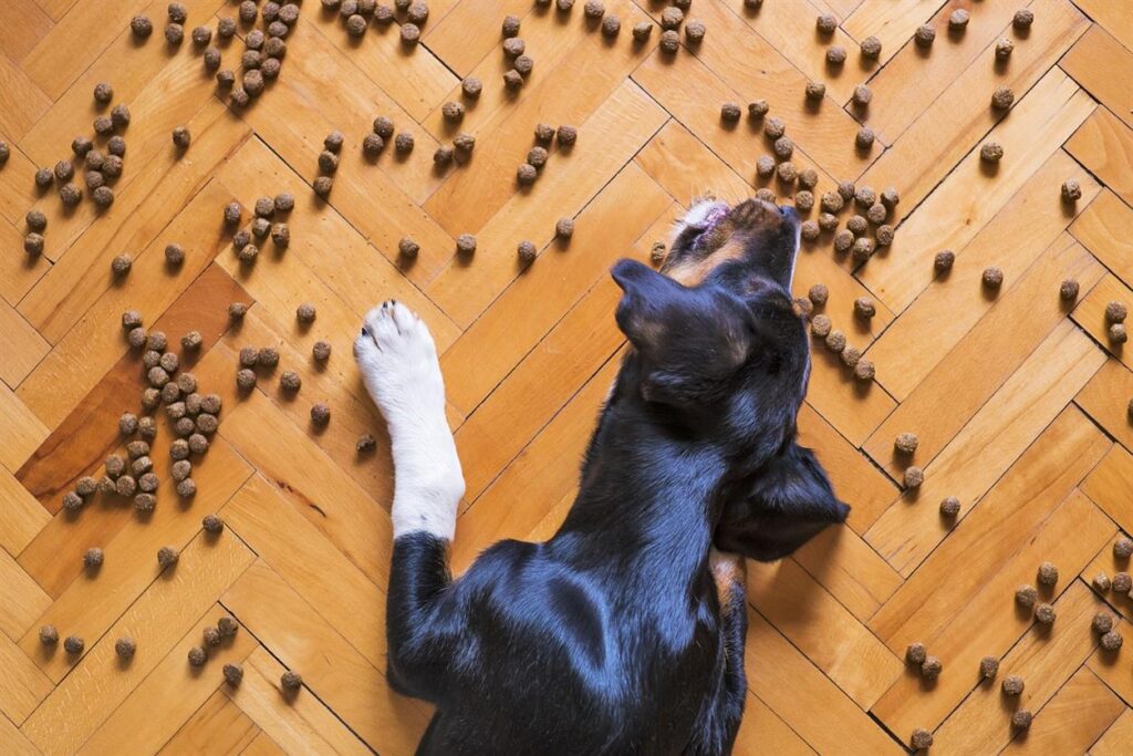 Das perfekte Hundefutter herstellen: Die Geschichte hinter der natürlichen, getreidefreien Rezeptur von Irish Pure Als lebenslanger Hundeliebhaber und stolzer Besitzer von Berner Sennenhunden habe ich mich schon immer sehr für die Gesundheit und das Wohlbefinden meiner Haustiere eingesetzt. Wie viele Tierbesitzer wollte ich sicherstellen, dass sie die beste Ernährung erhalten, und suchte jahrelang nach dem perfekten Hundefutter. Nach vielen Versuchen, Frustrationen und einigen Fehlern auf dem Weg entdeckte ich schließlich den Schlüssel, um meinen Hunden ein gesünderes, glücklicheres Leben zu ermöglichen. Dieser Schlüssel war eine natürliche, getreidefreie Ernährung – eine Philosophie, die zur Grundlage von Irish Pure wurde. In diesem Artikel möchte ich Ihnen einen Blick hinter die Kulissen gewähren und zeigen, wie wir die natürliche, getreidefreie Formel von Irish Pure entwickelt haben und warum sie die perfekte Wahl für die Gesundheit Ihres Hundes ist.