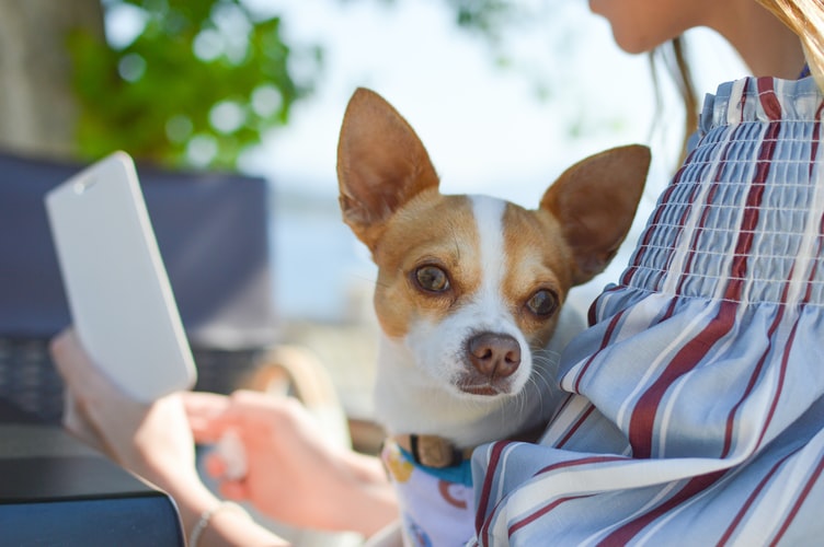 The PetLab Promise: Crafting a Healthier, Happier Future for Pets Everywhere