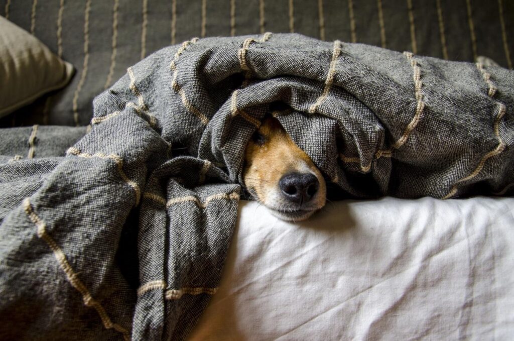 The Cozy Revolution: How FUNNY FUZZY is Redefining Pet Comfort In a world where our pets are no longer just companions but cherished members of the family, the demand for high-quality, comfortable, and stylish pet products has surged. Enter FUNNY FUZZY, a brand that is revolutionizing the pet industry with its unique blend of comfort, innovation, and design. Specializing in pet accessories and products that prioritize the well-being of our furry friends, FUNNY FUZZY is setting new standards for what it means to care for pets in the modern world.