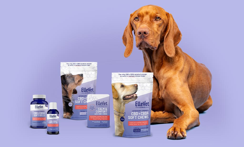 Molécules Miracles : L’Impact Puissant des Produits CBD d’ElleVet Sciences sur le Bien-être des Animaux