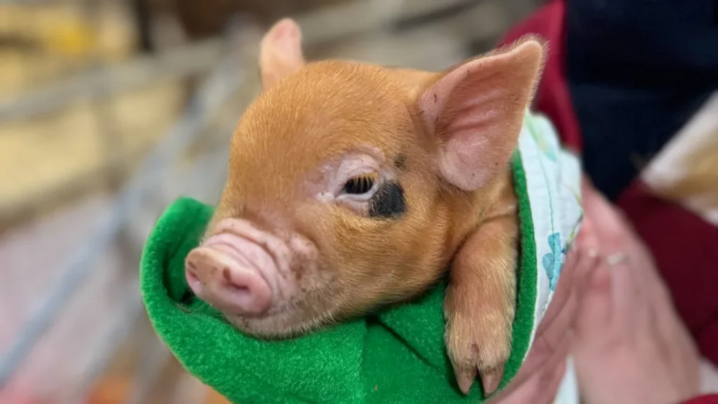 Why Cockfields Farm Is A Must-Visit For Kids Who Love Animals And Adventure