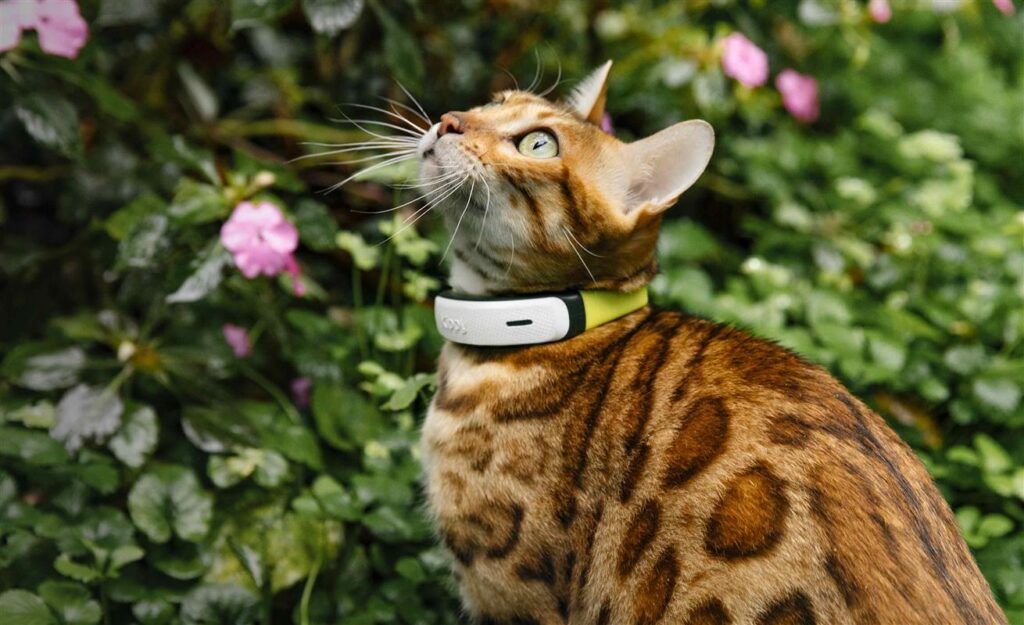 Il GPS per Gatti di Kippy: La Soluzione Ideale per Tenere Sotto Controllo il Tuo Micio