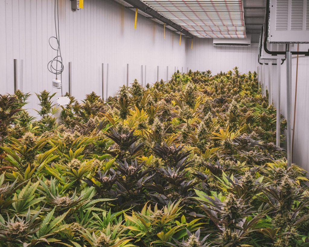 Sensi Seeds ist seit Jahrzehnten Vorreiter der globalen Cannabisbranche und revolutioniert die Art und Weise, wie Menschen die Cannabispflanze wahrnehmen, anbauen und nutzen. Das 1985 gegründete Unternehmen ist zur weltweit größten Cannabis-Samenbank herangewachsen, die die genetische Vielfalt bewahrt und gleichzeitig die Normalisierung und Akzeptanz von Cannabis für medizinische und industrielle Zwecke vorantreibt.