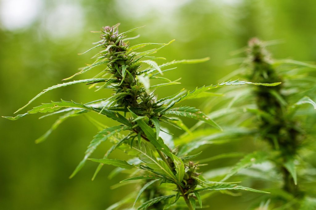 From Chronic Pain to Peace of Mind: How Releaf is Redefining Medical Cannabis Care Living with chronic pain or long-term health conditions can take a toll—not just on the body, but on every part of life. For many across the UK, traditional treatments simply don’t go far enough. But now, a growing number of patients are finding real relief through Releaf, the UK’s leading provider of legal, personalised medical cannabis care.