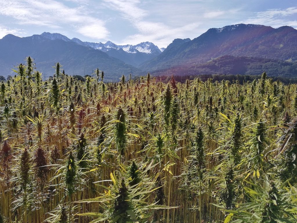 Das Erbe von Sensi Seeds: Seit 1985 setzen wir uns für die Normalisierung und Innovation von Cannabis ein Sensi Seeds ist ein Name, der für die Entwicklung der Cannabiskultur und -innovation steht. Die Vision des Mitte der 1980er Jahre gegründeten Unternehmens ging schon immer weit über den bloßen Anbau von Marihuana hinaus. Von Anfang an hat Sensi Seeds eine entscheidende Rolle bei der Gestaltung der modernen Cannabisindustrie gespielt und sich sowohl für die Normalisierung des Cannabiskonsums als auch für die bahnbrechenden Innovationen eingesetzt, die den Sektor weiterhin vorantreiben.