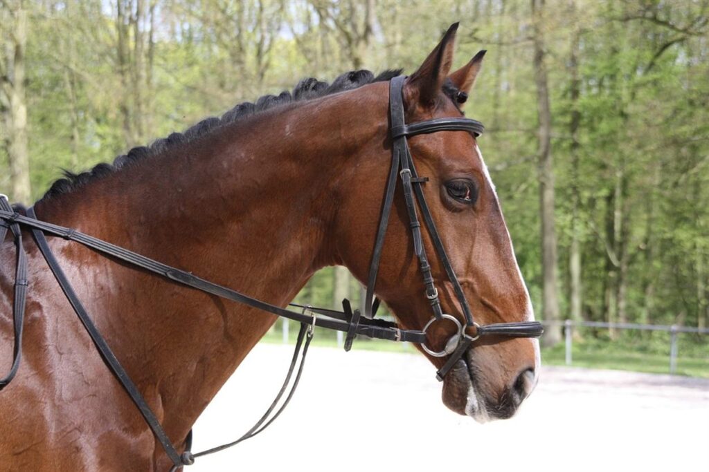 At GS Equestrian, the journey from passion to product is more than just a business model—it’s a deeply rooted philosophy that drives every aspect of the brand’s offerings. For founder Gemma Steel, a lifelong equestrian enthusiast, the desire to provide high-quality, performance-driven products stems from a genuine love for the sport and the horses that make it all possible. What started as a personal mission to meet the needs of riders and their horses has blossomed into a premium brand that resonates with equestrian enthusiasts across the UK.From bespoke horse care products to elegant riding apparel, GS Equestrian has built a reputation for delivering only the best.
