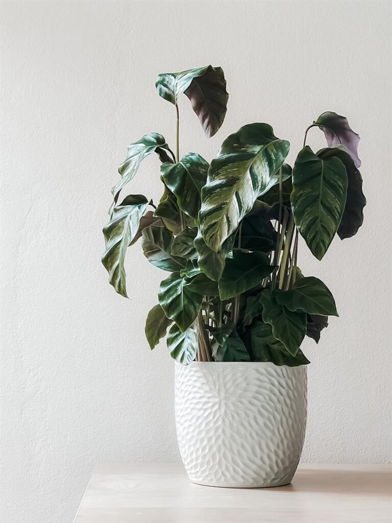 Maia Shop: Jóvenes emprendedores que transforman hogares con exuberante vegetación artificial En un mundo cada vez más en sintonía con la belleza de la naturaleza y la necesidad de una vida sostenible, un grupo de jóvenes emprendedores visionarios ha creado una revolución en la decoración del hogar. Fundada en 2019, Maia Shop se erige como un faro de innovación y creatividad, dedicada a llenar cada espacio con la energía y la frescura de una exuberante vegetación a través de su exquisita gama de plantas y árboles artificiales.