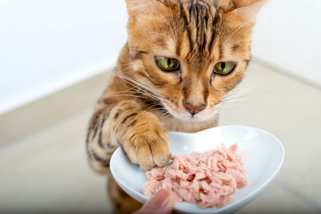 La Migliore Alimentazione per il Tuo Gatto – Scopri la Selezione di Scodinzolando