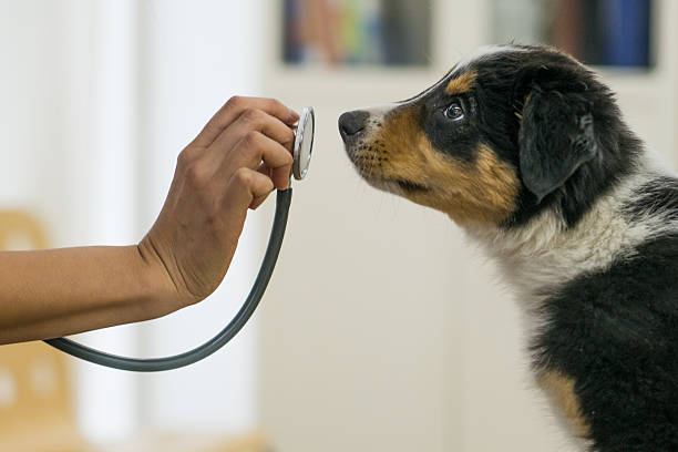 From Supplements to Grooming: Exploring PetLab’s Comprehensive Pet Care Solutions From Supplements to Grooming: Exploring PetLab's Comprehensive Pet Care Solutions