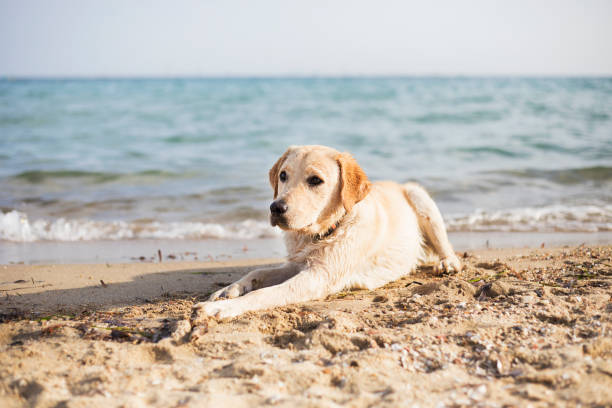 Unleashing Innovation: How PetLab Is Transforming Pet Health and Wellness Unleashing Innovation: How PetLab Is Transforming Pet Health and Wellness