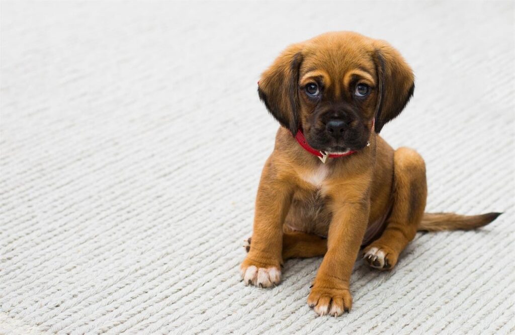 Proprio Russel Unleashed: Die Gesundheit von Haustieren, eine Mahlzeit nach der anderen innovieren Nel vivace settore della cura degli animali domestici, il marchio italiano Just Russel si distingue come faro di innovazione, trasformando la salute degli animali domestici con ogni pasto meticolosamente preparato. Poiché i proprietari di animali domestici cercano sempre più soluzioni su misura per i loro compagni pelosi, l'approccio personalizzato di Just Russel alla nutrizione e al benessere ha stabilito un nuovo standard. Questo articolo esplora come Just Russel sta rivoluzionando il settore, un pasto alla volta, combinando la tradizionale qualità italiana con la scienza all'avanguardia.