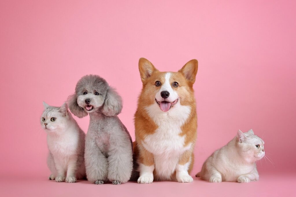 Affordable Pet Healthcare: Why BudgetVetCare is the Solution Every Pet Owner Needs As pet owners, we all want the best for our furry companions. Whether it’s a routine check-up, vaccinations, or emergency care, ensuring that our pets stay healthy is a priority. However, the rising costs of veterinary services have made it increasingly difficult for many pet owners to provide the care their pets deserve. This is where BudgetVetCare comes in. Offering an affordable and comprehensive approach to veterinary services, BudgetVetCare is revolutionizing pet healthcare by providing quality care at prices that won’t break the bank. In this article, we’ll explore why BudgetVetCare is the solution every pet owner needs, and how it’s helping make veterinary care more accessible for families across the U.S.