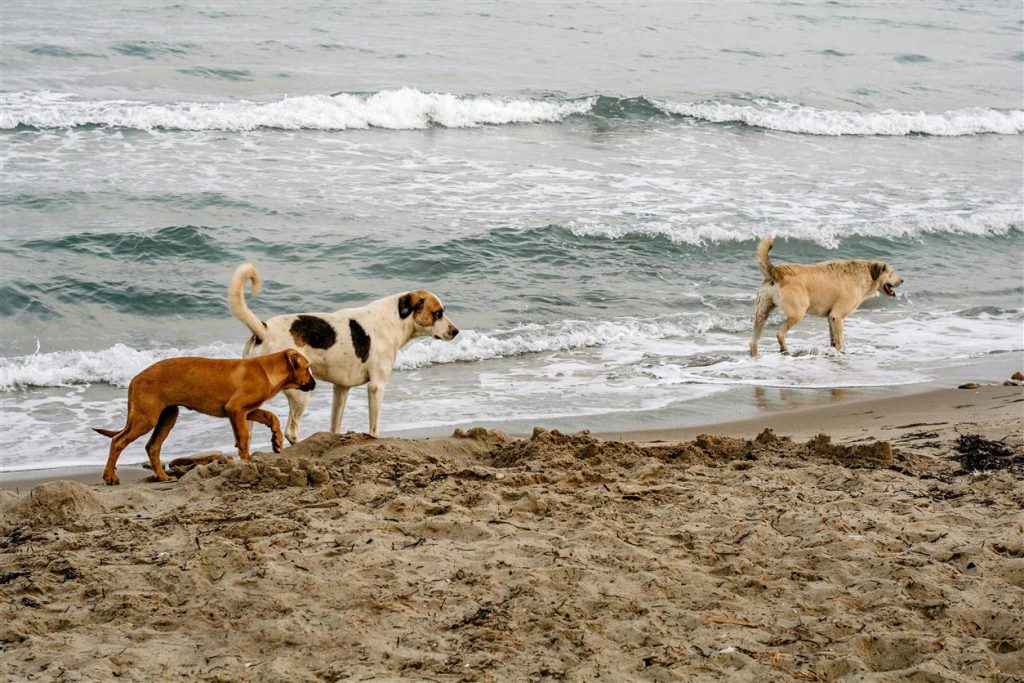 Why PetLink is the Best Microchip Registration Service for Pet Owners