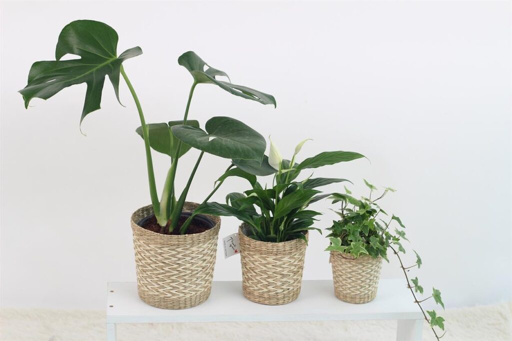 Maia Shop: cultivando sueños verdes con elegancia artificial desde 2019 En el corazón de España, un grupo de jóvenes emprendedores imaginó un futuro en el que cada rincón de nuestras vidas podría realzarse con una vegetación vibrante. De esta visión nació Maia Shop en 2019, ofreciendo plantas y árboles artificiales que aportan energía y frescura a hogares y espacios de todo el mundo.