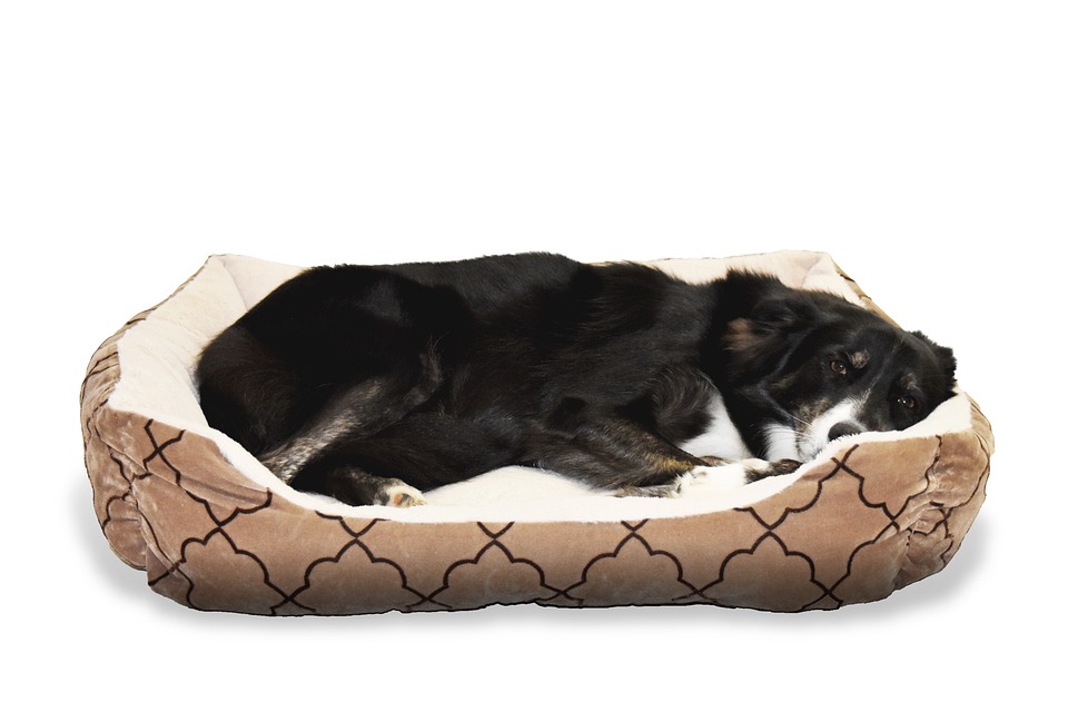 Sustainable Pet Care: How Bunty Combines Eco-Friendly Practices with Premium Products As pet ownership continues to rise, so does the responsibility of ensuring our furry friends are cared for in an environmentally friendly manner. Bunty, a leading UK-based pet care brand, is at the forefront of this movement, blending eco-friendly practices with premium products to offer the best for pets and the planet. Here’s how Bunty is making a significant impact in sustainable pet care.