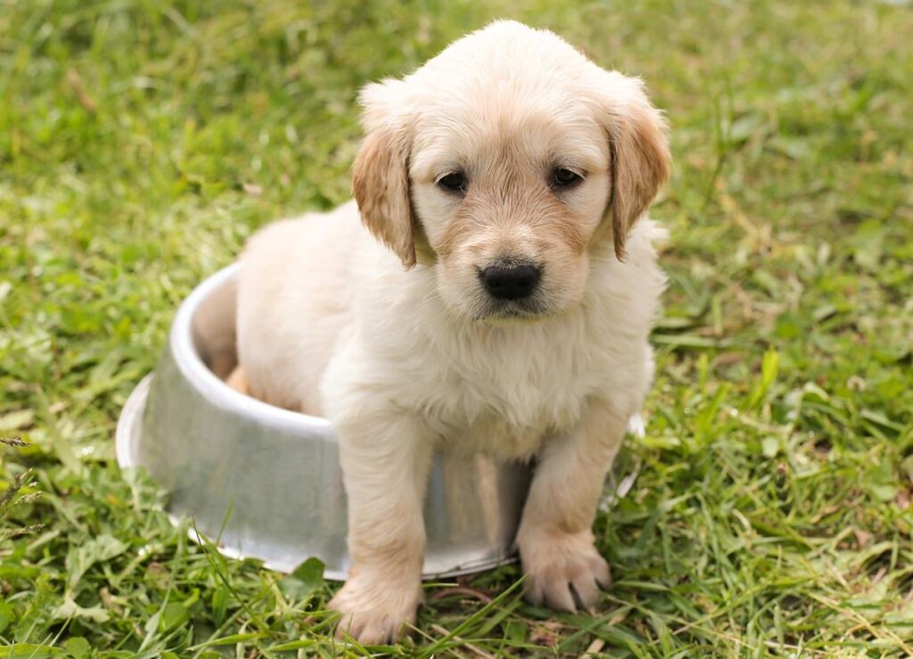 Von der Weide auf den Teller: Wie die natürlichen, getreidefreien Rezepte von Irish Pure die Tierernährung revolutionieren Als Hundebesitzer wollen wir alle das Beste für unsere Haustiere – das gesündeste und glücklichste Leben, das möglich ist. Aber in der heutigen Welt, in der es so viele Tierfuttermarken und -rezepturen gibt, kann es überwältigend sein, zu wissen, was wirklich die richtige Wahl für Ihren Hund ist. Deshalb habe ich Irish Pure gegründet – um eine einfache, aber revolutionäre Lösung für die Tierernährung anzubieten. Unsere Mission ist unkompliziert: Wir möchten Ihrem Hund das beste verfügbare Futter bieten, das aus ethisch einwandfreien, natürlichen Zutaten hergestellt wird, die frei von Getreide, künstlichen Zusatzstoffen und unnötigen Füllstoffen sind. Es geht darum, zu den Grundlagen zurückzukehren – von der Weide auf den Teller – und sicherzustellen, dass Ihr Hund Futter bekommt, das so naturnah wie möglich ist.